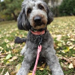 Dorothy's Petcare - Pet sitters Morningside Heights New York