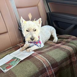 Woof Gang Bakery & Grooming Flowers Crossroads - Mia