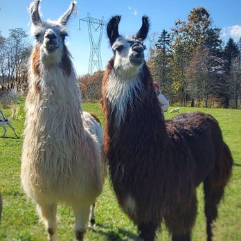 Clover Brooke Farm - Mother & daughter Llamas. - Attraction Farms Near Me - Hyde Park, New York Clover Brooke Farm - Mother & daughter Llamas. - Attraction Farms Near Me - Hyde Park, New York