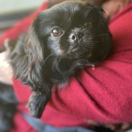 Leila Leila