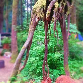 Beverly Beach State Park - This alien looking creature is an Octopus tree! - Parks Near Me - Newport, Oregon