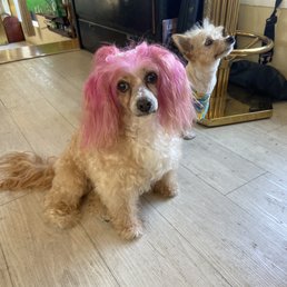 Heather just had a bath today, and Bo Bridges had full groom! Thank you Wet Paws! Heather just had a bath today, and Bo Bridges had full groom! Thank you Wet Paws!