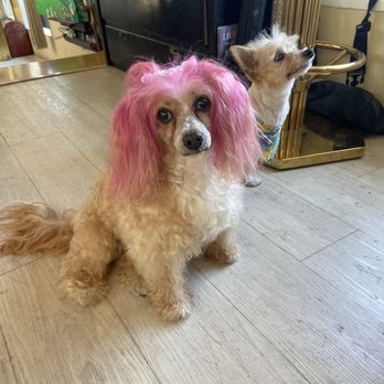 Wet Paws - Heather just had a bath today, and Bo Bridges had full groom! Thank you Wet Paws! - Pet Groomers Near Me - Altadena, California Wet Paws - Heather just had a bath today, and Bo Bridges had full groom! Thank you Wet Paws! - Pet Groomers Near Me - Altadena, California