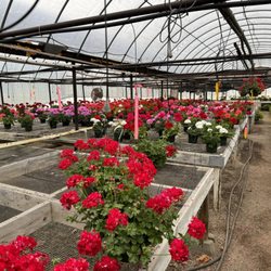 Harris Nursery - Geraniums