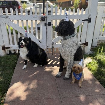 Zepeda Dogz - Dog Walkers Near Me Zepeda Dogz - Dog Walkers Near Me