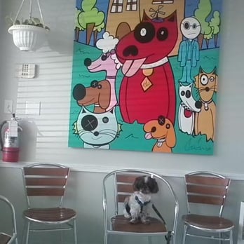 Paradise Animal Clinic - Shaggy at the clinic - Veterinarians Near Me - Hialeah, Florida Paradise Animal Clinic - Shaggy at the clinic - Veterinarians Near Me - Hialeah, Florida