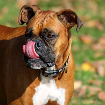 Wag Wagon Pet Services - Yuuuummmm! - Pet Groomers Near Me