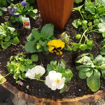 Present Perfect - Bought some pansies to fill my planter - Nurseries & Gardening Near Me - Pasadena, California