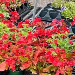 Chestnut Hill Nursery