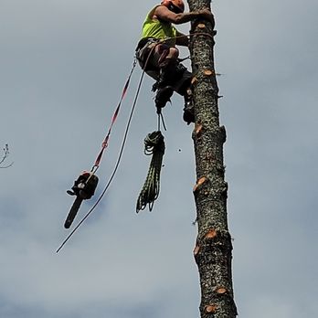 Arbortech Tree - Tree Services Near Me - Coventry, Connecticut