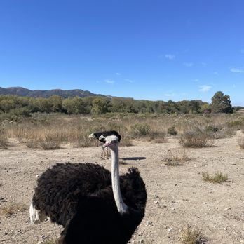 Ostrichland USA - Attraction Farms Near Me - Solvang, California Ostrichland USA - Attraction Farms Near Me - Solvang, California