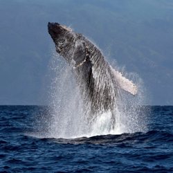 Boss Frog's Snorkel, Bike & Beach Rentals - Beautiful images of local whales taken by a friend of Boss Frog's, Marty Wolff Photography!