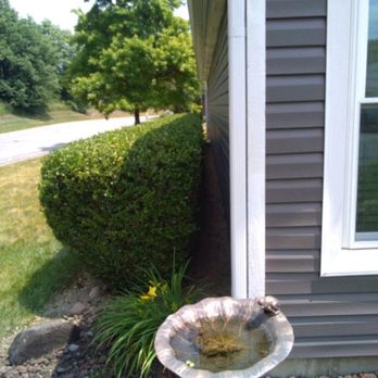 Adams Handi & Lawn Mowing Services - Hedge trimming and clean up - Lawn Services Near Me - Indianapolis, Indiana Adams Handi & Lawn Mowing Services - Hedge trimming and clean up - Lawn Services Near Me - Indianapolis, Indiana