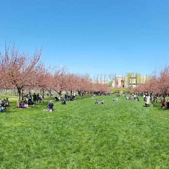 Brooklyn Botanic Garden - Cherry Esplanade... Beautiful - Botanical Gardens Near Me - Brooklyn, New York Brooklyn Botanic Garden - Cherry Esplanade... Beautiful - Botanical Gardens Near Me - Brooklyn, New York
