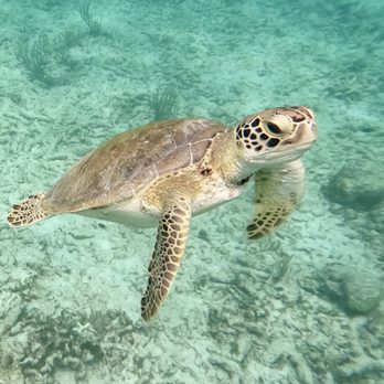 Ocean Tours - Beautiful - Arts & Entertainment Near Me - Cozumel, ROO