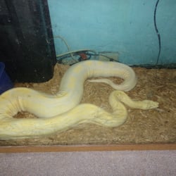 Supply Sergeant - This Albino Motley Boa gave us 14 babies june 2nd at 2:30 am one which was a super