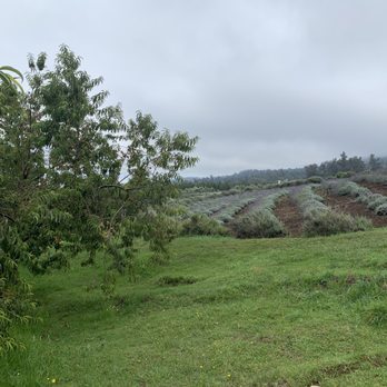 Ali'i Kula Lavender - Main lavender fields - Tours Near Me - Kula, Hawaii