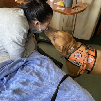 Sugars Sniffers - Copper visiting the hospital making his Auntie feel better. - Pet Training Near Me Sugars Sniffers - Copper visiting the hospital making his Auntie feel better. - Pet Training Near Me