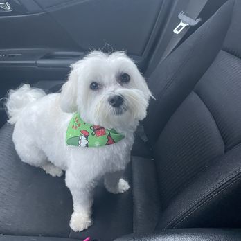 Doggy Details - Pet Groomers Near Me - Sewell, New Jersey Doggy Details - Pet Groomers Near Me - Sewell, New Jersey