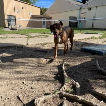 Creature Comforts Pet Resort - Pet Training Near Me - Angola, New York