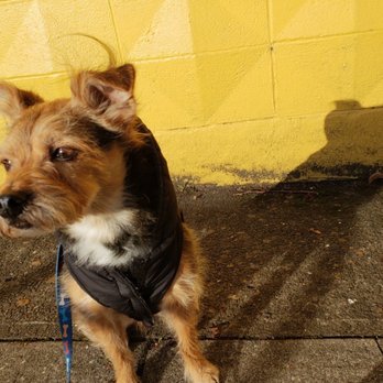 EC Petcare - Fashion boy - Pet Sitting Near Me