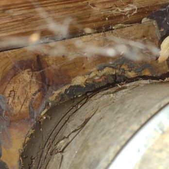 Rodent Control - Gap around duct penetration before sealing - Pest Control Near Me - San Jose, California Rodent Control - Gap around duct penetration before sealing - Pest Control Near Me - San Jose, California
