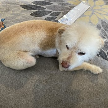 Krissys Mobile Paw Spa - Terrier mix wash, cut, flea treatment & nail trim - Pet Groomers Near Me Krissys Mobile Paw Spa - Terrier mix wash, cut, flea treatment & nail trim - Pet Groomers Near Me