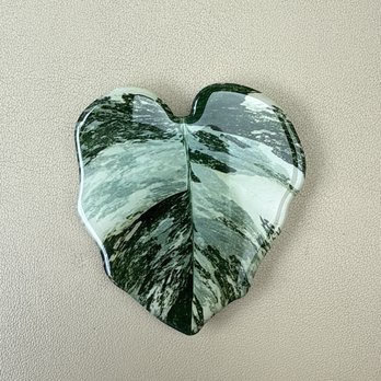 Mason Jar Plant Shop - Variegated Plant Magnet - Nurseries & Gardening Near Me - Kalamazoo, Michigan Mason Jar Plant Shop - Variegated Plant Magnet - Nurseries & Gardening Near Me - Kalamazoo, Michigan