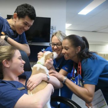 Animal Emergency Service - Animal Emergency Service Underwood vets with a patient - Veterinarians Near Me - Underwood, QLD Animal Emergency Service - Animal Emergency Service Underwood vets with a patient - Veterinarians Near Me - Underwood, QLD
