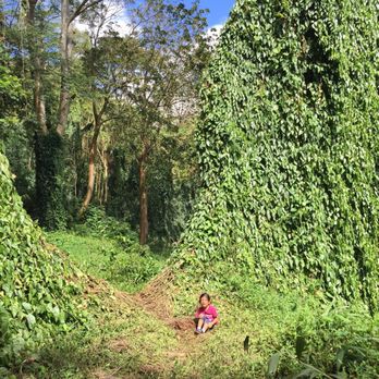 Makiki Valley Trail - This beautiful curtain of nature and my 4yo decides to have a tantrum lol - Hiking Near Me - Honolulu, Hawaii Makiki Valley Trail - This beautiful curtain of nature and my 4yo decides to have a tantrum lol - Hiking Near Me - Honolulu, Hawaii