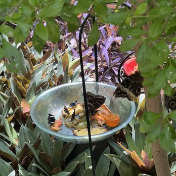Butterfly Wonderland - Botanical Gardens Near Me - Scottsdale, Arizona