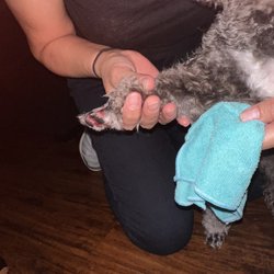This picture was taken right after we noticed that her little paw was bleeding.