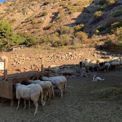 Thacher House - Sheep
