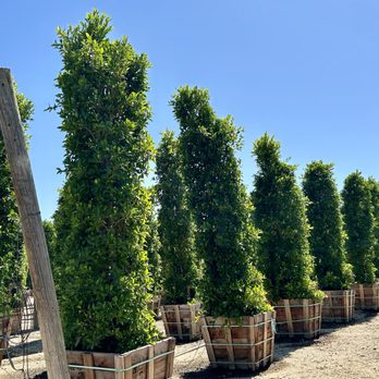 Norman's Nursery - Nurseries & Gardening Near Me - Fillmore, California Norman's Nursery - Nurseries & Gardening Near Me - Fillmore, California