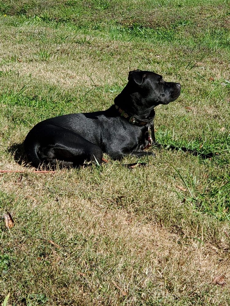 ANIMAL ADOPTION AND RESCUE FOUNDATION WINSTON SALEM 11 Photos & 14