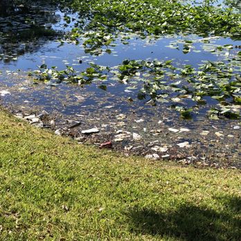 Avana Lakeview - Trash in the pond on-site - Apartments Near Me - Clearwater, Florida