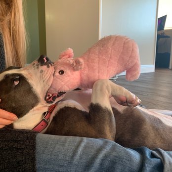 K9s Only - Jarvis, chillin' with Piggy - Pet Sitting Near Me - Los Angeles, California K9s Only - Jarvis, chillin' with Piggy - Pet Sitting Near Me - Los Angeles, California
