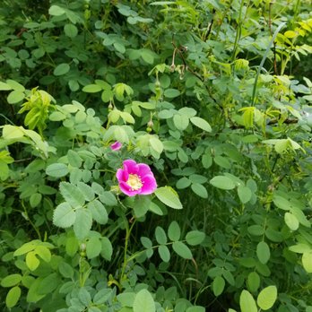McKinley Park - Wildflowers at McKinley Park. - Parks Near Me - Tacoma, Washington McKinley Park - Wildflowers at McKinley Park. - Parks Near Me - Tacoma, Washington