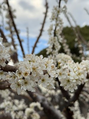 Imperial Palace East National Gardens by null