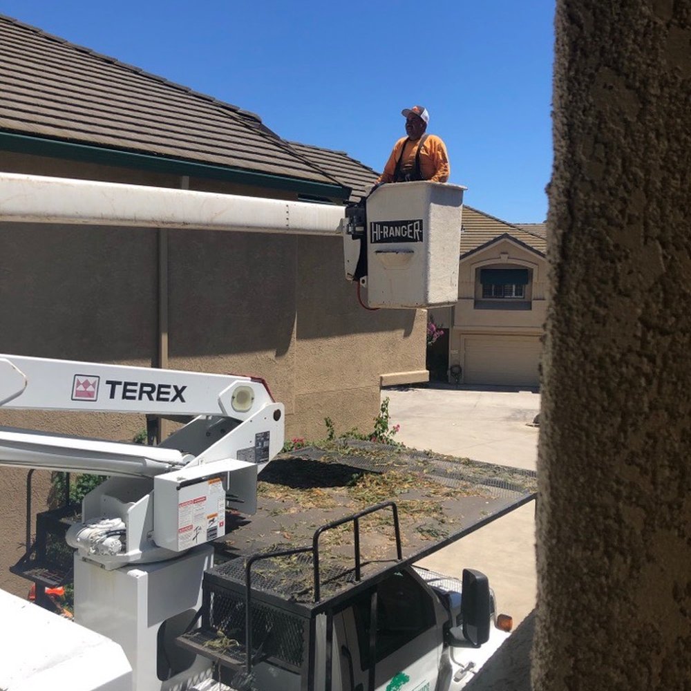 Acampo Tree Service - Tree Services Near Me - Lodi, California
