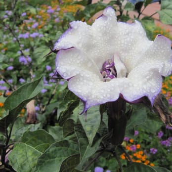 Cheyenne Botanic Gardens - Moon Flower - Botanical Gardens Near Me - Cheyenne, Wyoming Cheyenne Botanic Gardens - Moon Flower - Botanical Gardens Near Me - Cheyenne, Wyoming