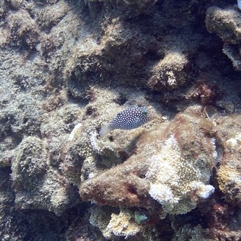 Maui Diving - These little guys are my favorite! They're sooooo cute - Scuba Diving Near Me - Lahaina, Hawaii Maui Diving - These little guys are my favorite! They're sooooo cute - Scuba Diving Near Me - Lahaina, Hawaii
