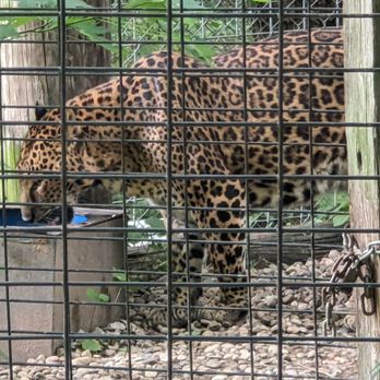 EXOTIC FELINE RESCUE CENTER - Updated February 2026 - 248 Photos & 69