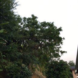 Before - Walnut tree Before - Walnut tree