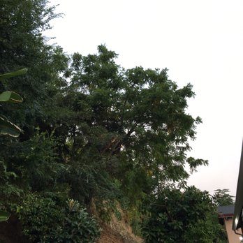 Matilde's Tree Service - Before - Walnut tree - Tree Services Near Me Matilde's Tree Service - Before - Walnut tree - Tree Services Near Me