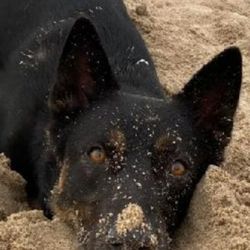 Bruno's Dog & Cat Boutique - Just a little fun in the sand