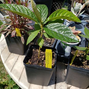 Morningsun Herb Farm - Loquat Tree - Nurseries & Gardening Near Me - Vacaville, California Morningsun Herb Farm - Loquat Tree - Nurseries & Gardening Near Me - Vacaville, California