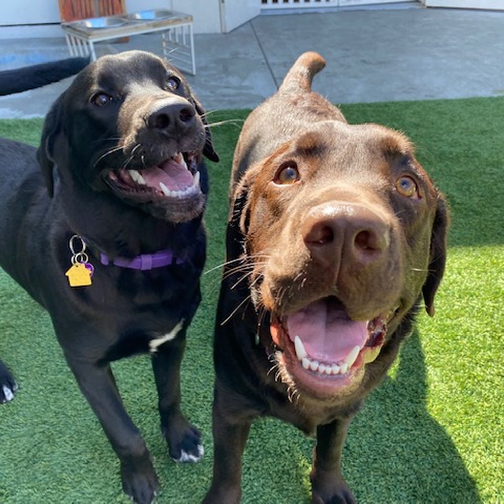 A Bark Idea - Bark Idea buddies - Pet Training Near Me - Redondo Beach, California A Bark Idea - Bark Idea buddies - Pet Training Near Me - Redondo Beach, California