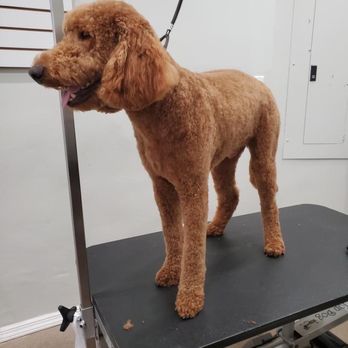 Shake And Tail Dog Grooming - Post groom - Pet Groomers Near Me - New York, New York Shake And Tail Dog Grooming - Post groom - Pet Groomers Near Me - New York, New York
