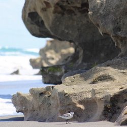 Blowing Rocks Preserve
